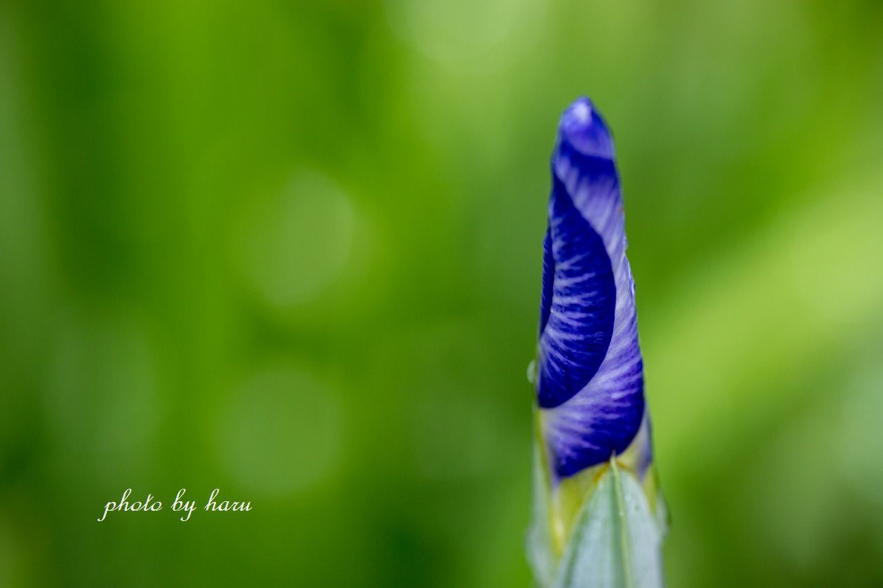 雨の花菖蒲園_f0297537_13292096.jpg