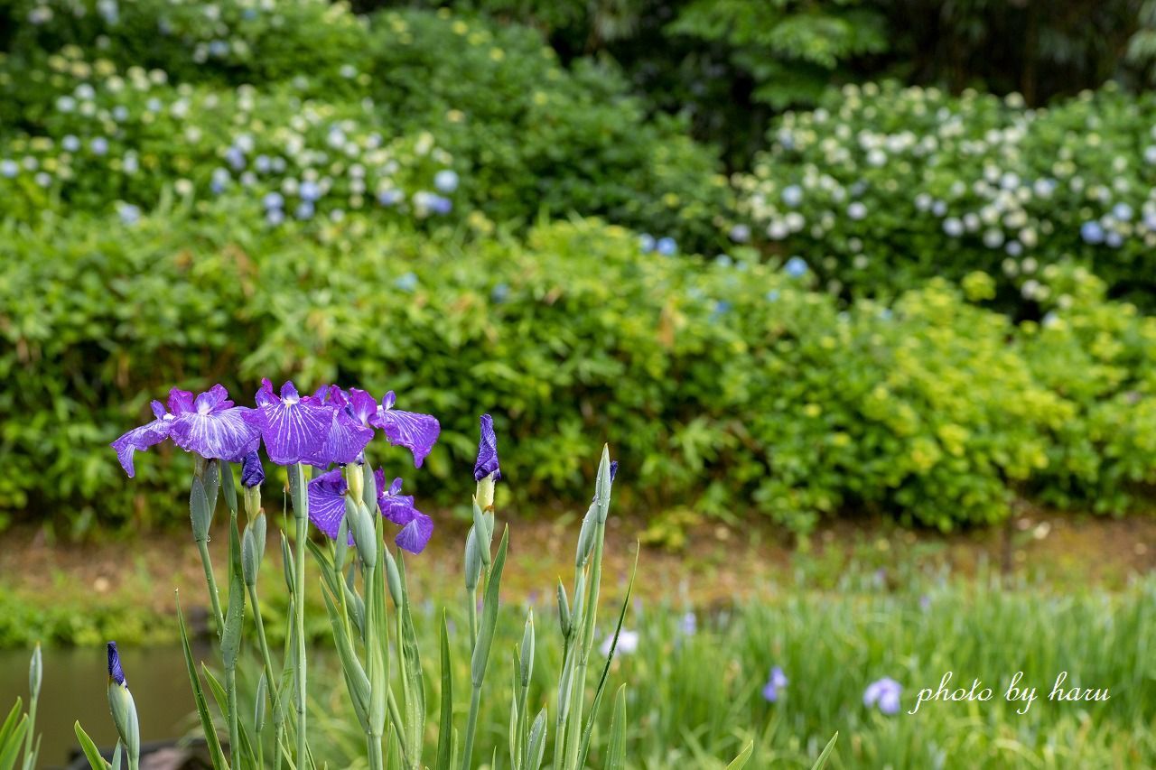 雨の花菖蒲園_f0297537_13292354.jpg