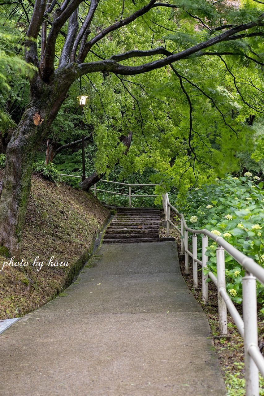 雨の花菖蒲園_f0297537_13293055.jpg