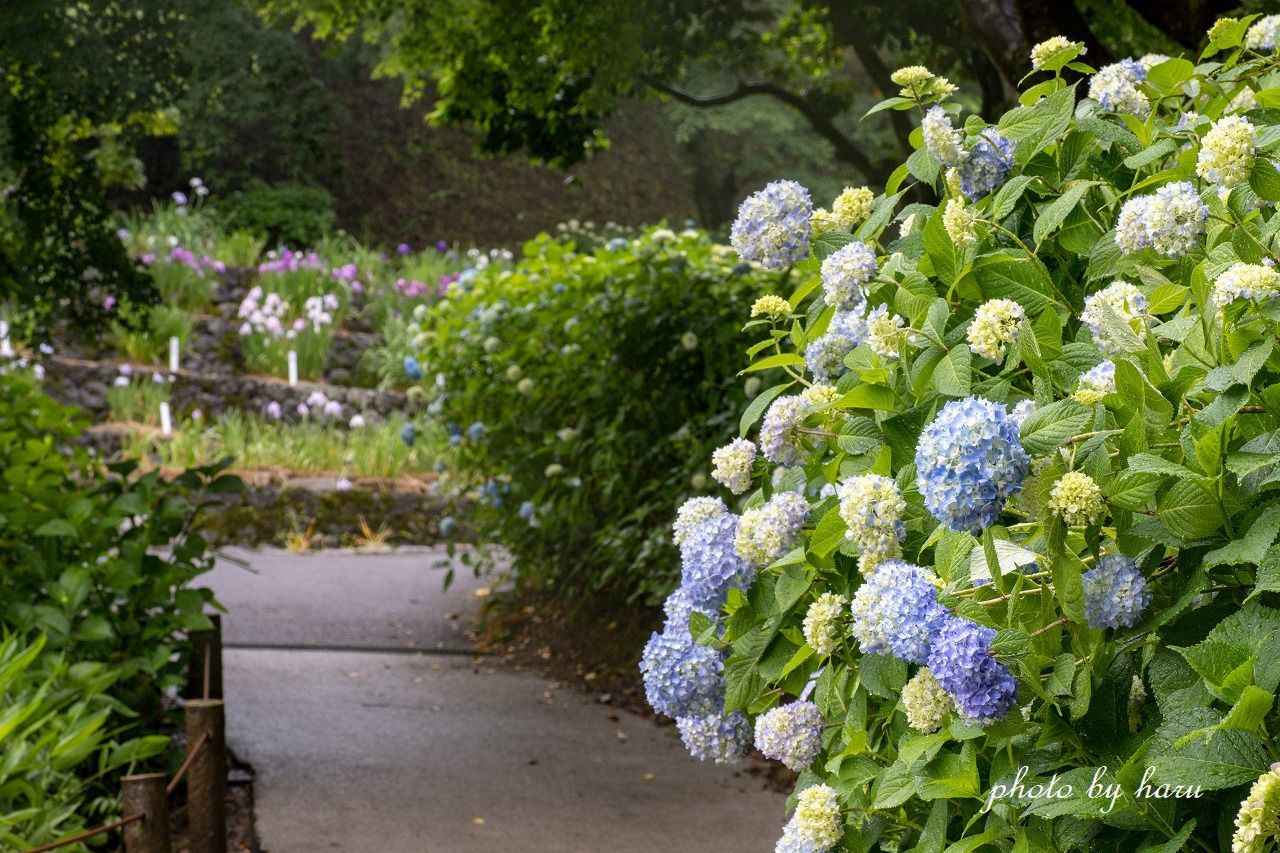 雨の花菖蒲園_f0297537_13293490.jpg