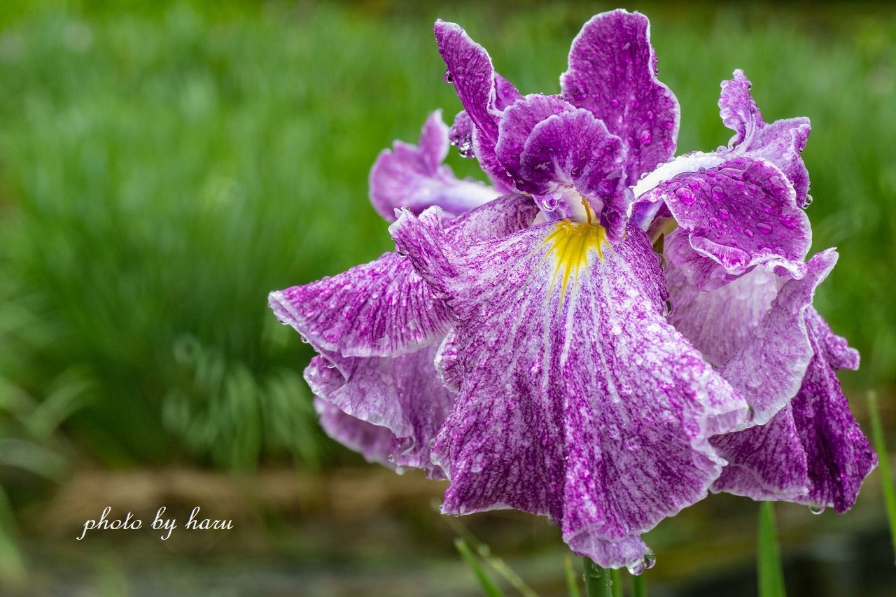 雨の花菖蒲園_f0297537_13293729.jpg