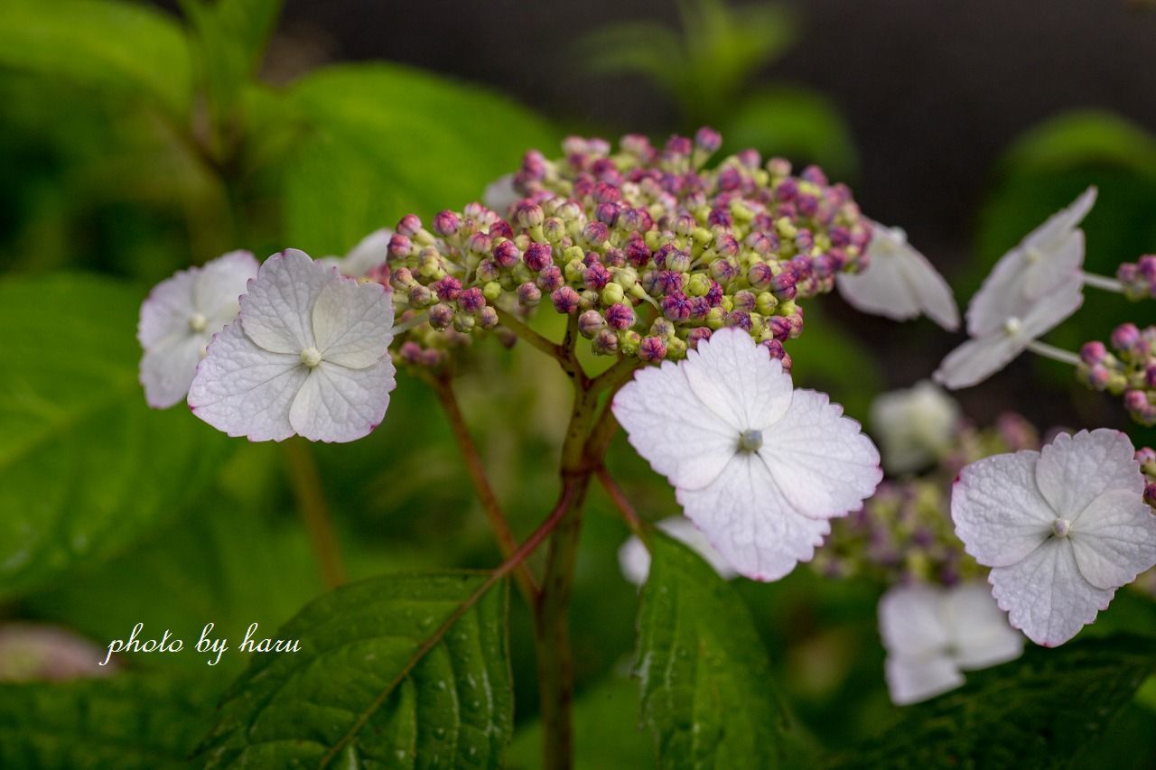 雨の花菖蒲園_f0297537_13294052.jpg