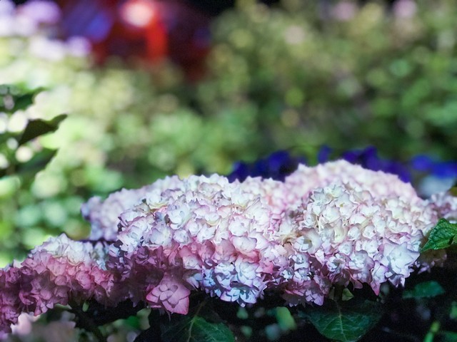 d0020139_11520896.jpeg