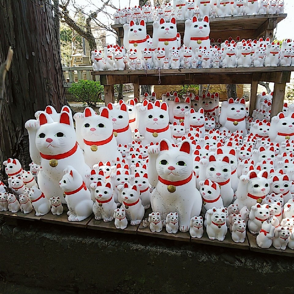 招き猫がいっぱい！豪徳寺 : 猫の部屋