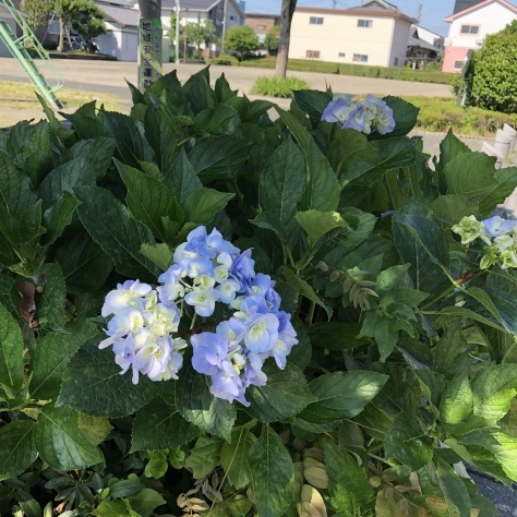 梅雨入りですね_b0208246_09225636.jpg