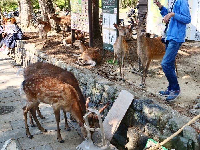 　　天然記念物 奈良の鹿　　２０１９-０６-１１　００：００ 　　_b0093754_20000242.jpg