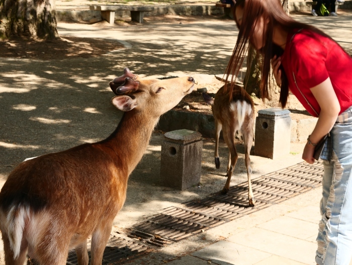 　　天然記念物・奈良の鹿　　２０２３-０６-２３　００：００_b0093754_20003570.jpg