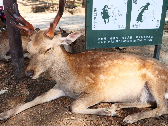 　　天然記念物・奈良の鹿　　２０２３-０６-２３　００：００_b0093754_20004964.jpg