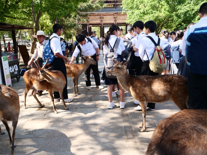 　　天然記念物・奈良の鹿　　２０２３-０６-２３　００：００_b0093754_20010197.jpg