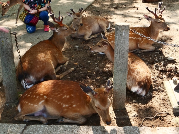 　　天然記念物 奈良の鹿　　２０１９-０６-１１　００：００ 　　_b0093754_20012328.jpg