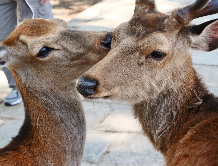 　　天然記念物 奈良の鹿　　２０１９-０６-１１　００：００ 　　_b0093754_20014790.jpg