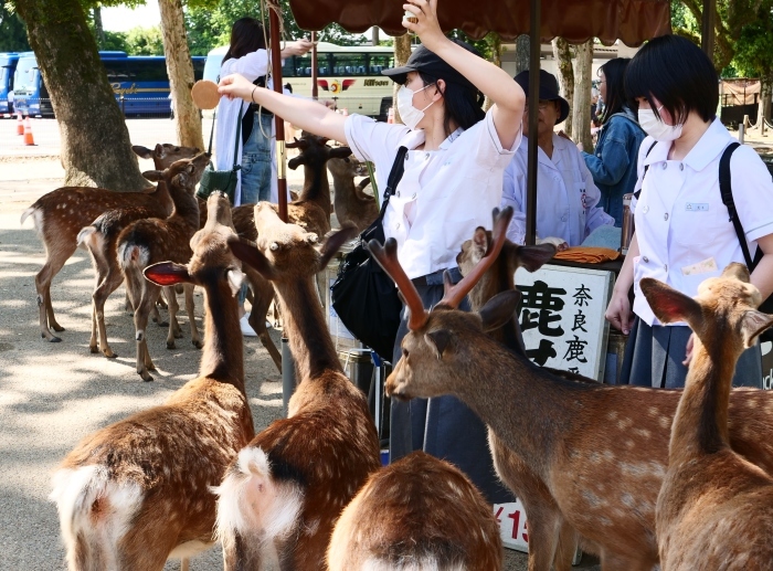 　　天然記念物・奈良の鹿　　２０２３-０６-２３　００：００_b0093754_20015892.jpg