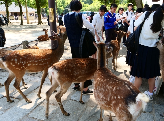 　　天然記念物 奈良の鹿　　２０１９-０６-１１　００：００ 　　_b0093754_20020964.jpg