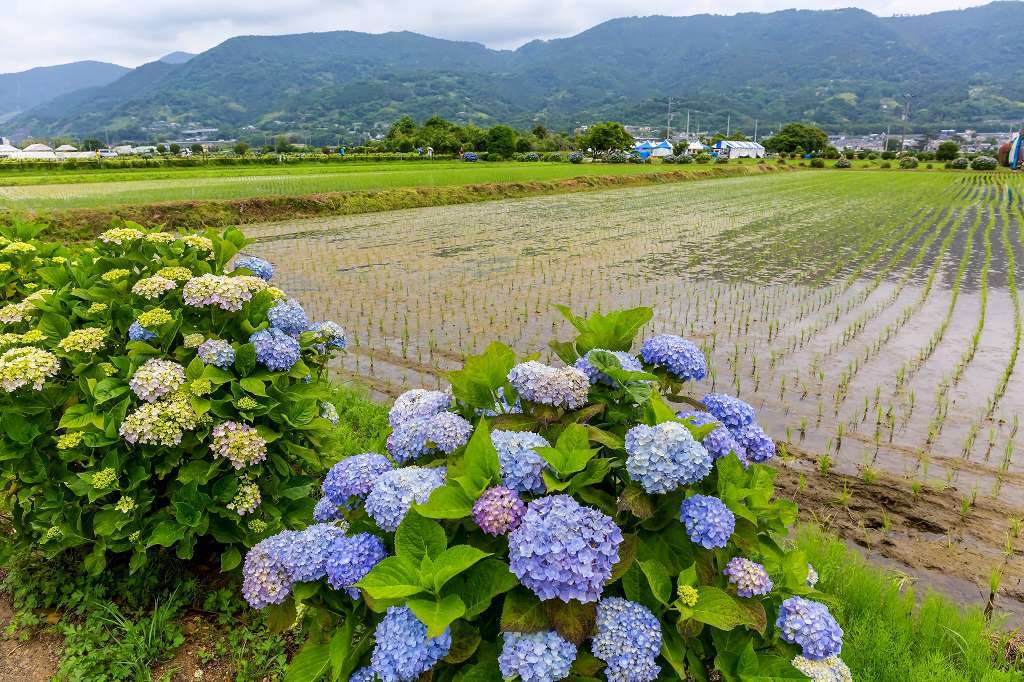 開成町あじさいまつり1 あだっちゃんの花鳥風月 開成町あじさいまつり1 あだっちゃんの花鳥風月