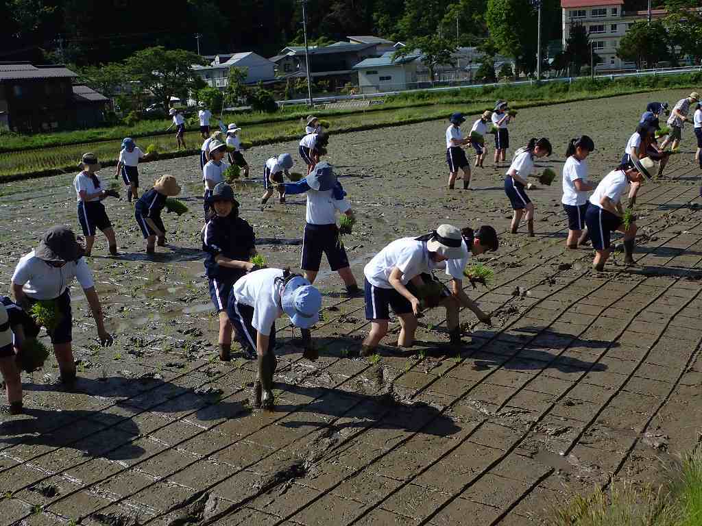 田植え体験_e0367158_16020327.jpg