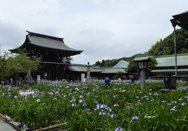 宮地嶽神社　菖蒲祭_c0222861_20424079.jpg