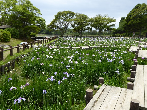 宮地嶽神社　菖蒲祭_c0222861_20425995.jpg