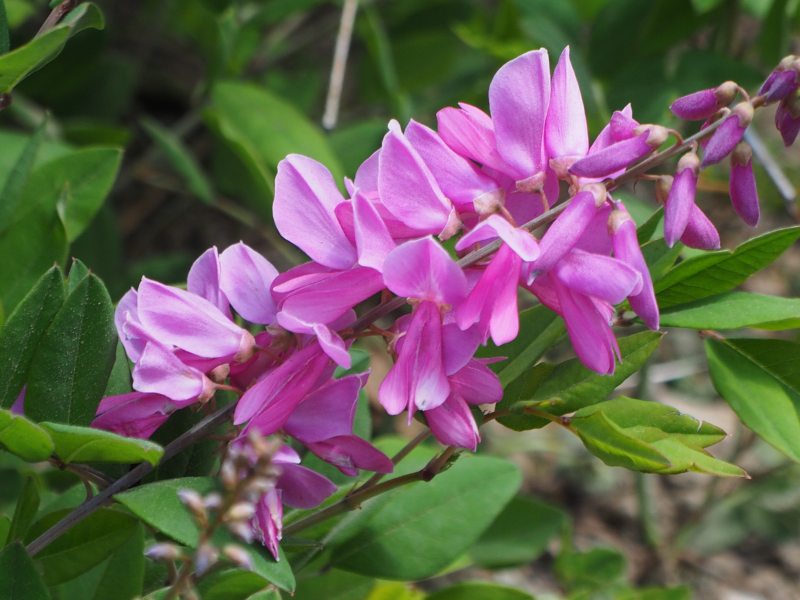 c0183777_2042063.jpg