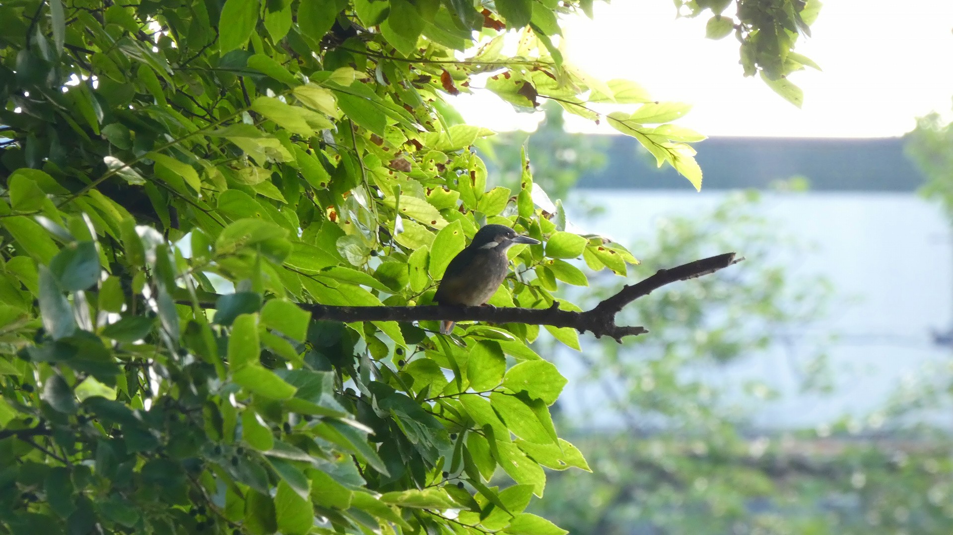 カワセミ巣立ちました！　【 2019　6/8（土) 】_a0185081_21464233.jpg