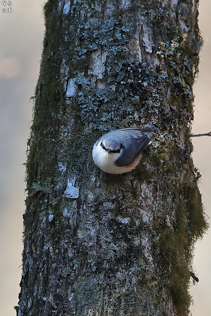 逆立ち上手なゴジュウカラ_c0352582_22081463.jpg