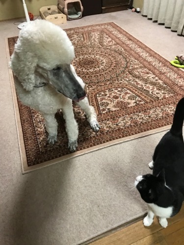 a0216583_23452150.jpeg