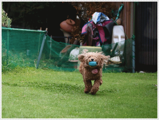 b0175688_20364816.gif
