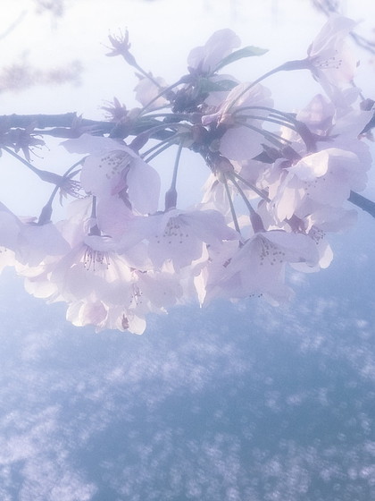 天堤公園の桜 2019-04-08_e0176993_09124669.jpg