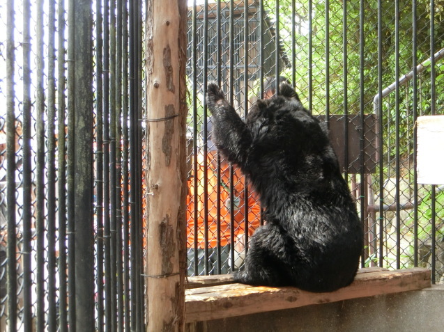 ツキノワグマ de 有田焼!_c0290504_16503699.jpg