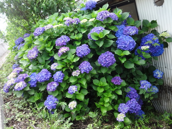 庭の紫陽花_e0352610_08354879.jpg