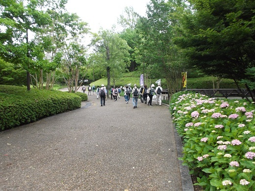 馬見丘陵 菖蒲とあじさい_d0288411_09245298.jpg