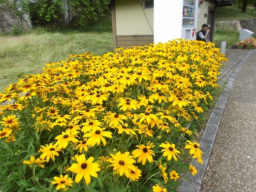 馬見丘陵 菖蒲とあじさい_d0288411_09253608.jpg