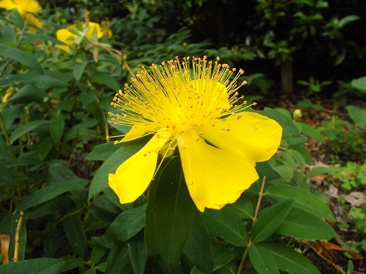 馬見丘陵 菖蒲とあじさい_d0288411_09263761.jpg