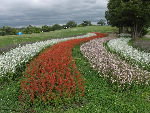 馬見丘陵 菖蒲とあじさい_d0288411_09294338.jpg
