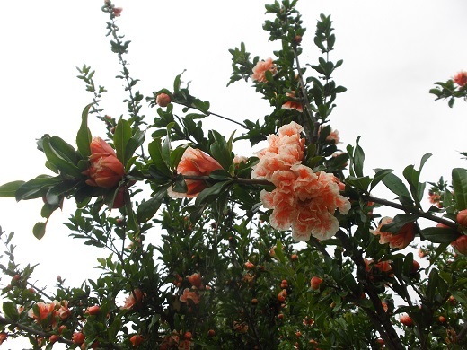 馬見丘陵 菖蒲とあじさい_d0288411_09303245.jpg