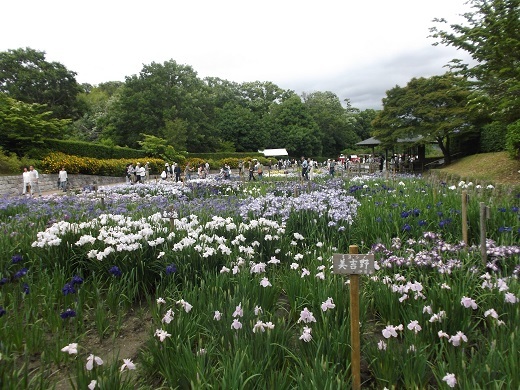 馬見丘陵 菖蒲とあじさい_d0288411_09332833.jpg