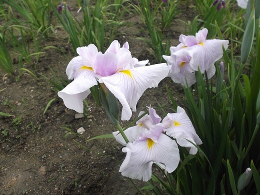 馬見丘陵 菖蒲とあじさい_d0288411_09444232.jpg