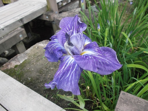 馬見丘陵 菖蒲とあじさい_d0288411_09451727.jpg