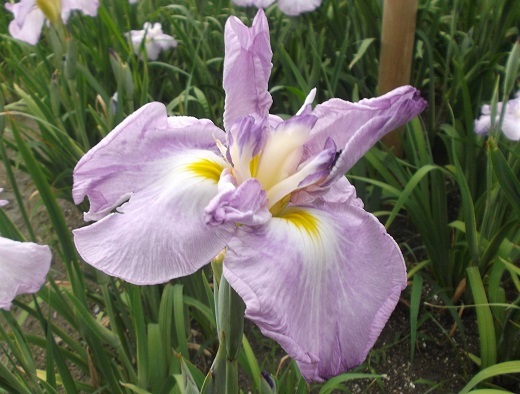 馬見丘陵 菖蒲とあじさい_d0288411_09455665.jpg