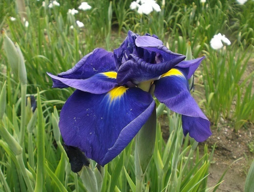 馬見丘陵 菖蒲とあじさい_d0288411_09464568.jpg