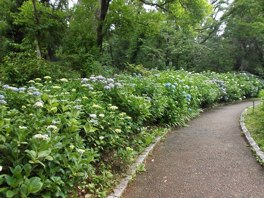 馬見丘陵 菖蒲とあじさい_d0288411_09474510.jpg