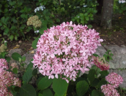 馬見丘陵 菖蒲とあじさい_d0288411_09490319.jpg