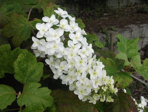 馬見丘陵 菖蒲とあじさい_d0288411_09494968.jpg