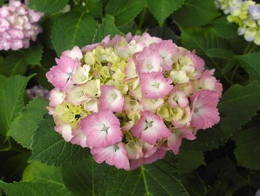 馬見丘陵 菖蒲とあじさい_d0288411_09503193.jpg