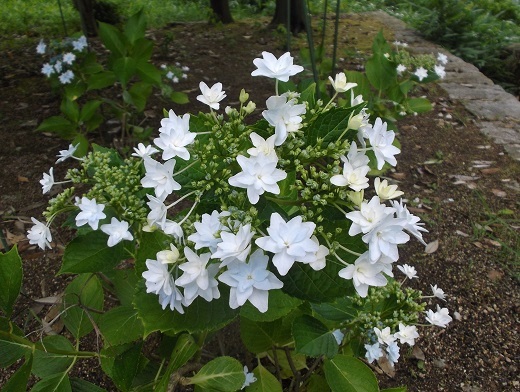 馬見丘陵 菖蒲とあじさい_d0288411_09511245.jpg