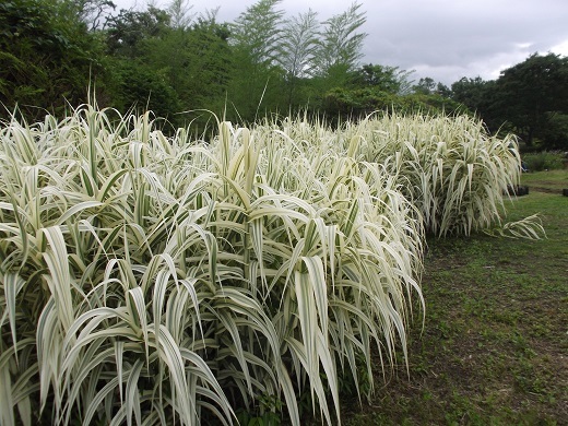 馬見丘陵 菖蒲とあじさい_d0288411_09530743.jpg