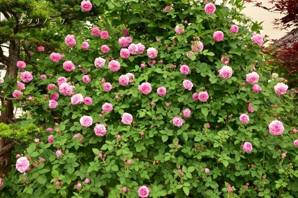 d0380314_12255081.jpg