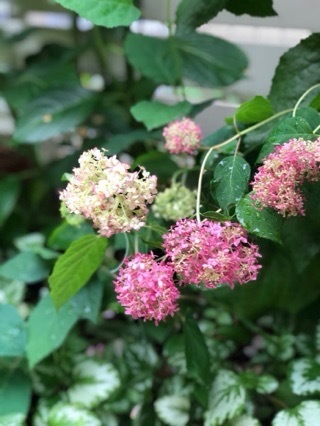 Hydrangea Charmant_e0365614_13280024.jpg