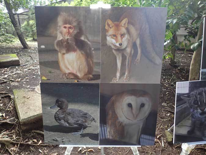 井の頭自然文化園 動物慰霊祭( September 2018)_b0355317_12034828.jpg