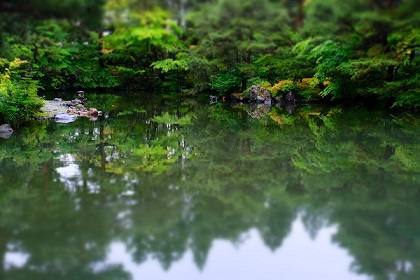 清水園 初夏_e0135219_11164094.jpg