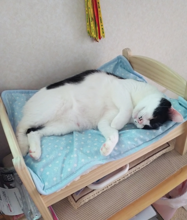 にゃっ展♪_d0233224_01091154.jpeg